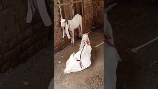 Cute goats video amazing#goat #animals #ytshorts #youtube #shorts #amazing