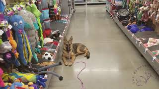 Houston dog training | 4 1/2 month old German Shepherd puppy, Jasmine