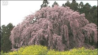 Weeping cherry blossoms that look like a waterfall (Nihonmatsu City, Fukushima)滝が落ちるような しだれ桜（福島県二本松市