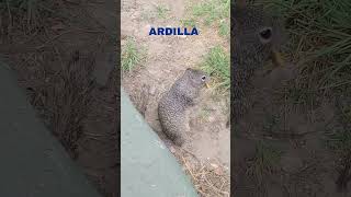 Ardilla del Zoológico de Guadalajara, Jalisco