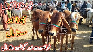 Malir Mandi Kattu Maal Update | Kattu Maal Malir Mandi | Chota Maal Malir Mandi | Cow Mandi 2023 |