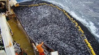 This Is How Fisherman Catch Hundreds Tons Salmon. Modern Fish Processing Line  & Fishing Net Video