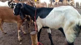 pasar kambing semuliraya hari ini