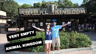 LOW CROWDS AT ANIMAL KINGDOM?! - COVID 19 UPDATE