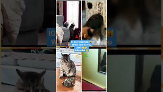 Funny Animal Videos 2022 - Funniest Cute Cats And Dogs Video Compilation - #tiktok #shorts #trending