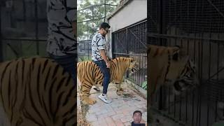 My Tiger Rocky In Aggressive Mood #tiger #lion #animals #shorts