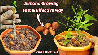 Almond Germination - Most Effective Way To Grow Almond Plant From Seeds #AlmondVariety #ZeroSoil