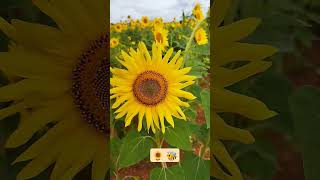 Sunflower | Sunflower cultivation | Sunflower field | Shorts | i create etc |