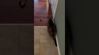 Cat Obeys Run Command With Metallica Fuel Fire!