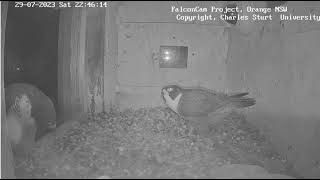 FalconCam 2023 07 29 Both adults in box at night