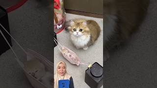 😱Ngasuh bayi kucing…⁉️ #cat #catlover #shortsfeed #sekolah #fypシ #viral #reaction