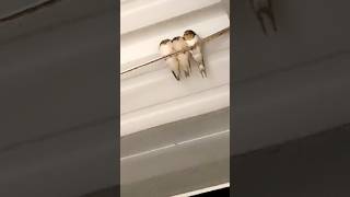 3 Little Birds Sat on my Carport #louisiana #birds