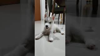 Baby Husky say Hello To You