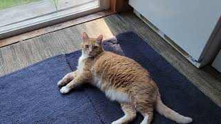 Chester cat is helping with hand made miniature cabin