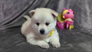 Pomsky Puppy Honey