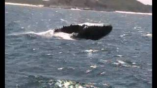 Whale's Breaching encounter