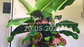 165.🌴🍌Banany 93cm w 3 miesiące!!!  Musa acuminata 'Dwarf Cavendish'🍌🌴20.05.2021🍌🌴