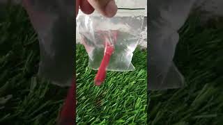 Pencil And Zip Lock Experiment #shorts#youtubeshorts#science#experiment