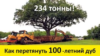 Как перевозят деревья (100 - летний дуб) Old Oak Move