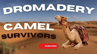 How Dromedary Camels Survive the Harshest Desert 🐪 Camel survivor in desert || Ounthni Camel Camel