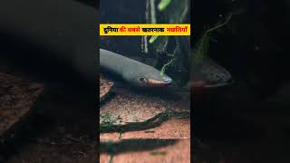 world's most dangerous Fishes #unbelievablefacts #amazingfacts #ytshorts #factsinhindi #amazing