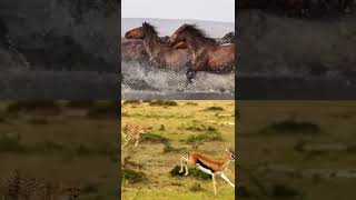 Horse 🐎 running in water 💦 and tiger 🐅 running catch many deer 🦌 to eat