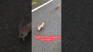 kittens attacked by monkeys