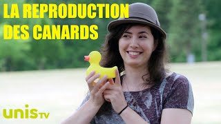 La reproduction des canards