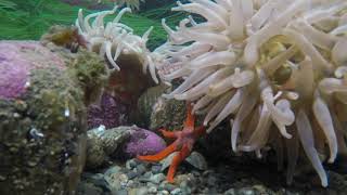 Blood star, anemone at Port Townsend Marine Science Center