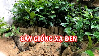 Mua cây giống xạ đen hòa bình ở đâu : 0869145860