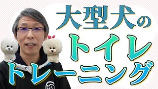 【犬のしつけ】大型犬のトイレトレーニング【悩み相談ライブ切り抜き】