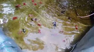 My Fish Pond | Lots of Gold Fish @ Pulupandan