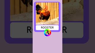 Rooster Flashcard #shorts #animals #rooster