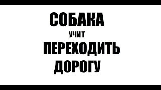 Как правильно пересекать проезжую часть на примере собаки