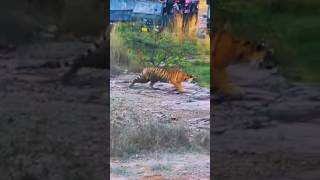 Tiger... Ready to Attack #ranthambore #ranthamborenationalpark #animal #ranthamborefort #wildlife