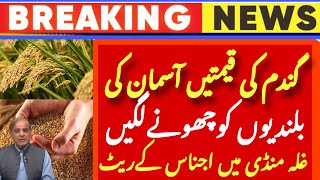 Today Wheat price in punjab//گندم کا ریٹ 2024/munji makki till sarso | cotton rate in bahawalnagar