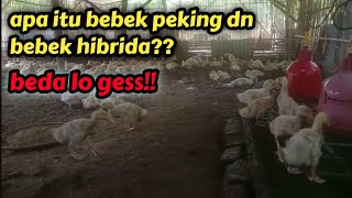 apa itu bebek peking dan hibrida? begini penjelasannya