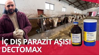 BESİ DANALARINA İÇ DIŞ PARAZİT AŞI UYGULAMASI | DECTOMAX