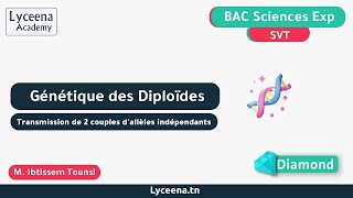 BAC | SVT | Génétique des Diploïdes : Transmission de 2 Couples d'allèles indépendants