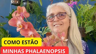 Dicas para manter as orquídeas Phalaenopsis saudáveis