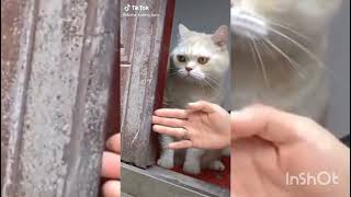 Si Meong Kucing Lucu - Funny Cats and Kittens Meowing