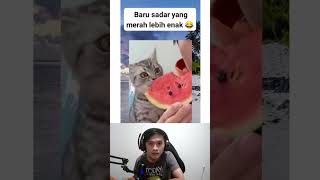 Kucing makan semangka terkejut rasa nya enak #shorts