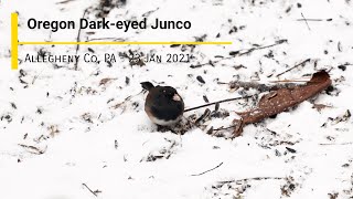 Oregon Dark-eyed Junco