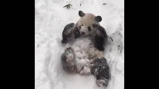 Bear playing in ice