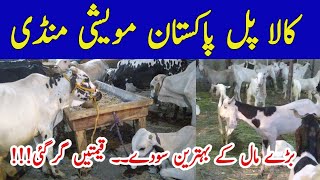 Pakistan Maweshi Mandi 2024 || cow mandi || bakra mandi || kala pul mandi@ridarabail