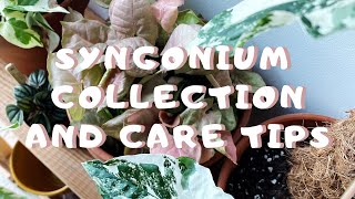 Syngonium Collection and Simple Care Tips