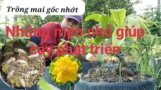 những mẹo nhỏ giúp cây phát triển tốt