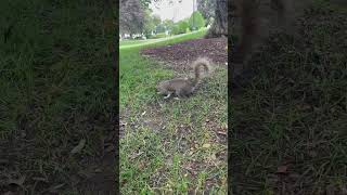 Curious #squirrel, #Boston Public Garden #cuteanimals