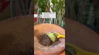 How To Make Your ZZ Plant Grow Faster