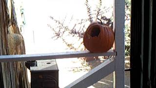 Squirrel carved a face and then ate the insides of our pumpkin